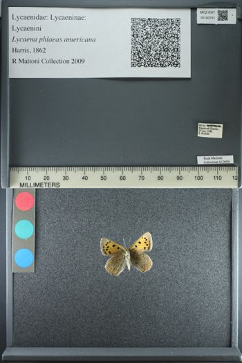 Media type: image;   Entomology 183791